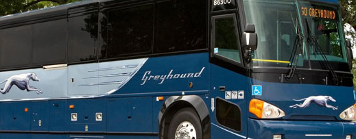 Greyhound